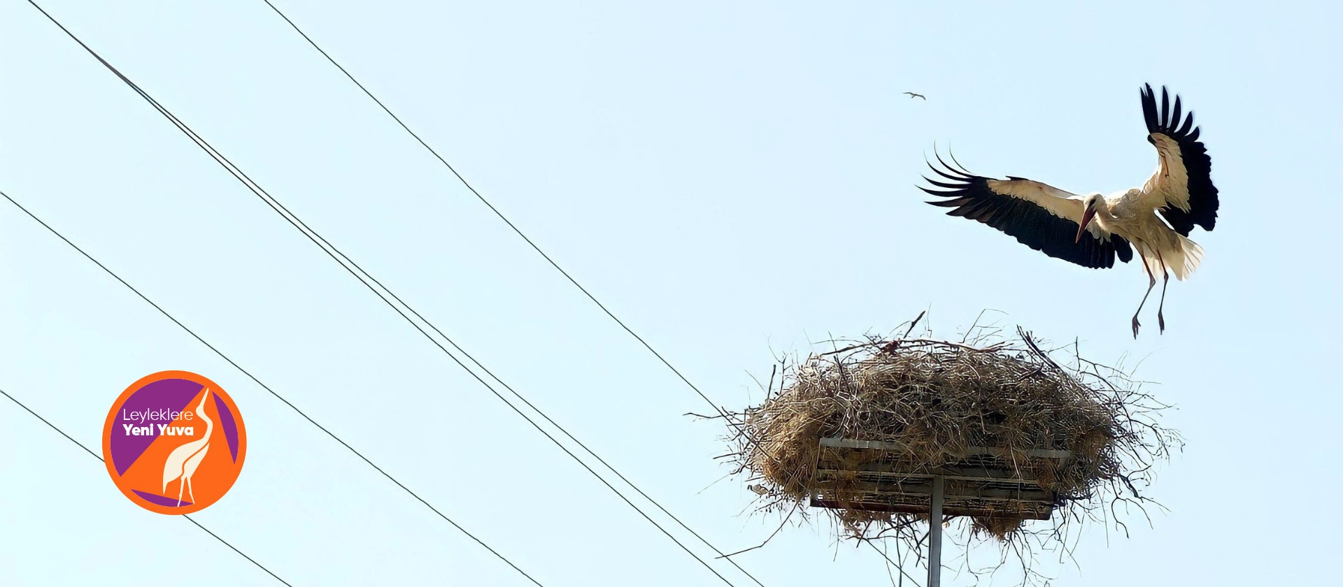 A New Home for Storks